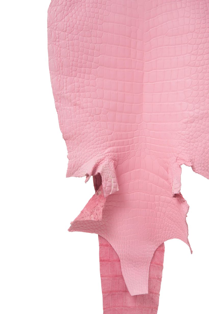 Crocodile Skin