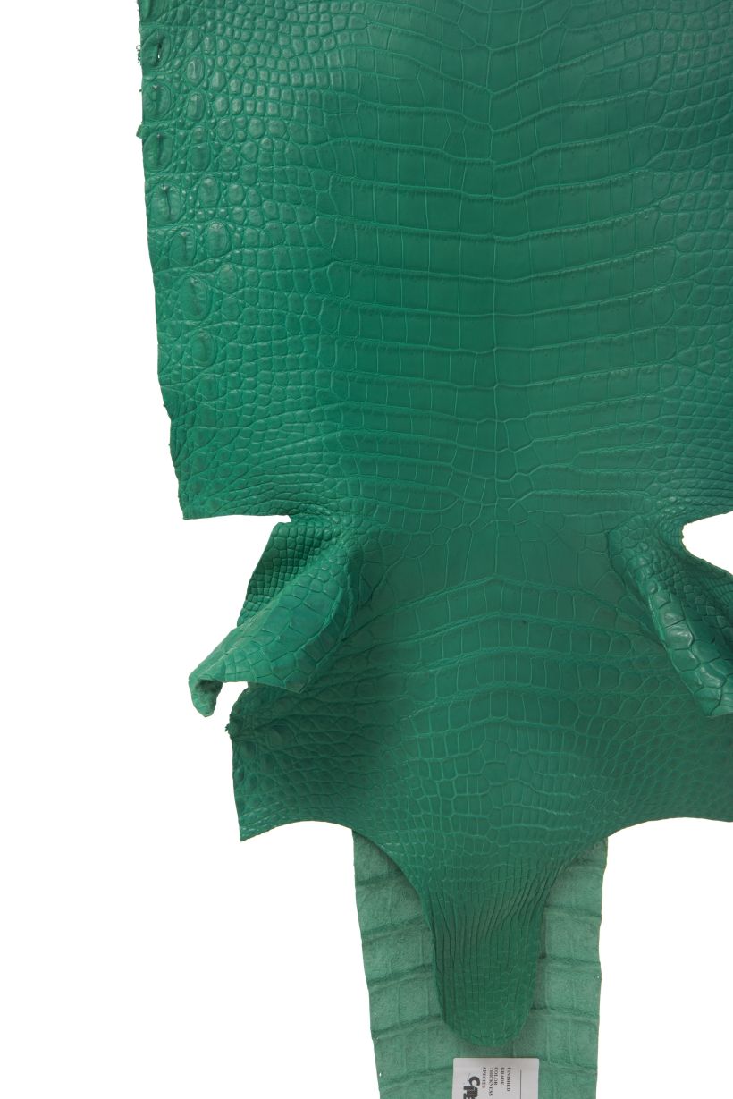 Crocodile Skin