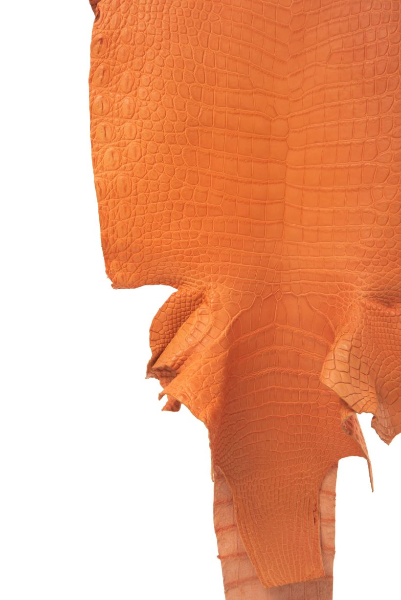 Crocodile Skin